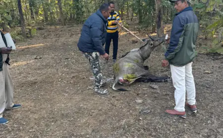 पन्ना के जंगल मे घायल नील गाय का हुआ उपचार