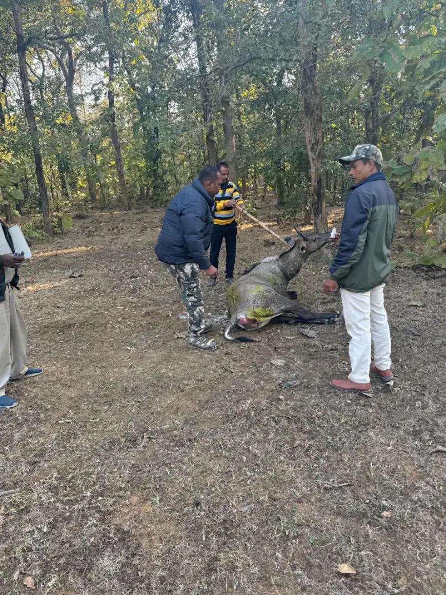 पन्ना के जंगल मे घायल नील गाय का हुआ उपचार