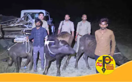 पशु तस्करों का गिरोह पकड़ा गया, बांदा पुलिस को कामयाबी...
