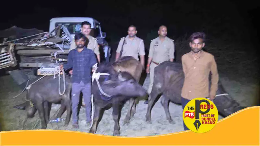 पशु तस्करों का गिरोह पकड़ा गया, बांदा पुलिस को कामयाबी...