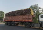 कागजी पौधरोपण की स्याह कालिख से बेजार होता बुंदेलखंड...