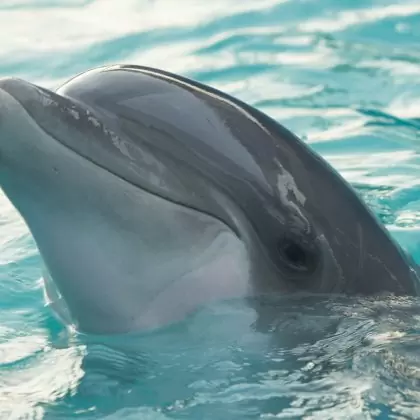 Dolphin